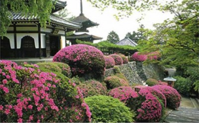 Một số điều cần lưu ý khi thiết kế vườn Nhật