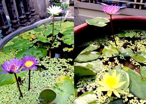 Ở Việt Nam, đây là loài hoa mang vẻ đẹp dân dã, bình dị, được trồng phổ biến ở khu vực ao hồ, đầm lầy